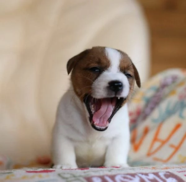 Jack Russell cuccioli maschio e femmina