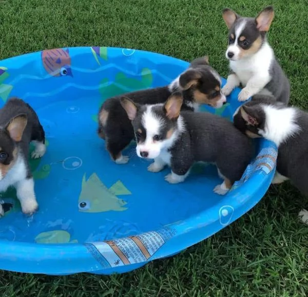 Welsh Corgi cuccioli maschio e femmina