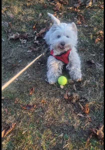 West Highland White Terrier cuccioli maschio e femmina