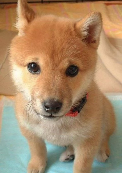 Shiba Inu cuccioli maschio e femmina | Foto 0