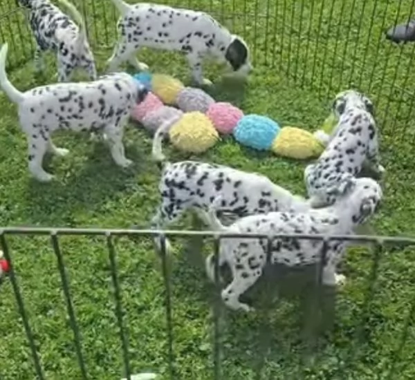 Dalmata cuccioli maschio e femmina | Foto 0