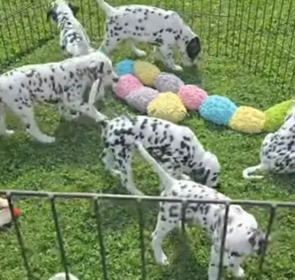 Dalmata cuccioli maschio e femmina