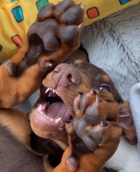 Dobermann cuccioli maschio e femmina | Foto 2