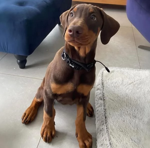 Dobermann cuccioli maschio e femmina | Foto 1