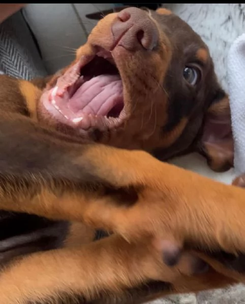 Dobermann cuccioli maschio e femmina | Foto 0