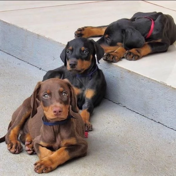 Dobermann cuccioli maschio e femmina