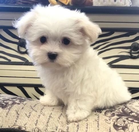 Maltese Toy cuccioli maschio e femmina | Foto 1