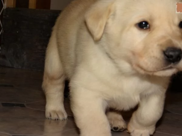 Labrador Retriever