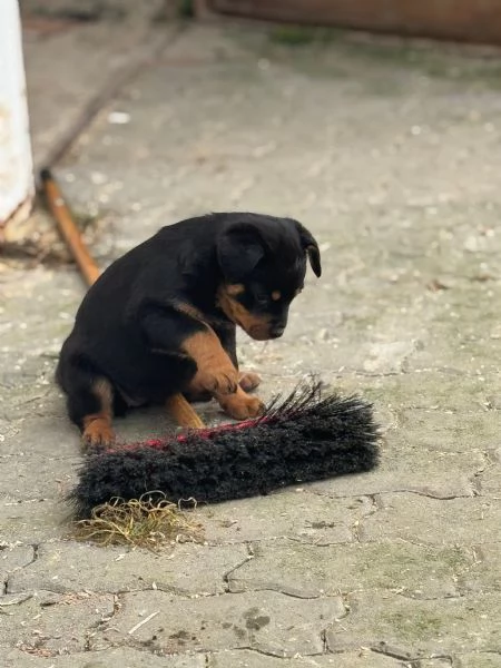 Cuccioli di rotwailer 