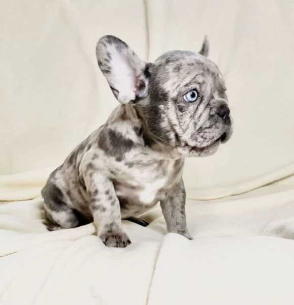 Gorgeous Teacup French Bulldog  puppies 1 male and 1 female AKC Registered