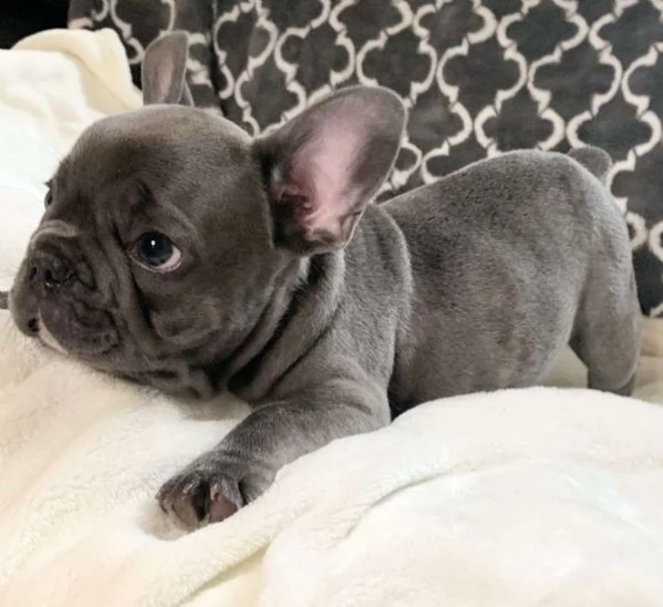 Gorgeous Teacup French Bulldog  puppies 1 male and 1 female AKC Registered | Foto 0