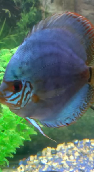 3 DISCUS BLU COBALTO  | Foto 5