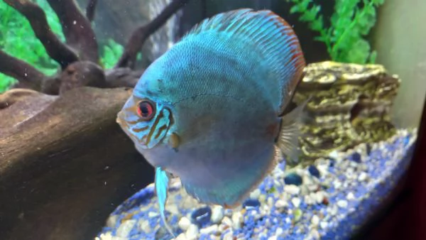 3 DISCUS BLU COBALTO  | Foto 4