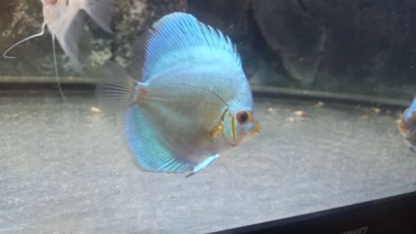 3 DISCUS BLU COBALTO  | Foto 3