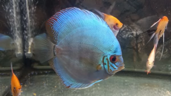 3 DISCUS BLU COBALTO  | Foto 1