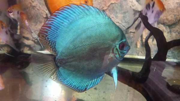 3 DISCUS BLU COBALTO  | Foto 0