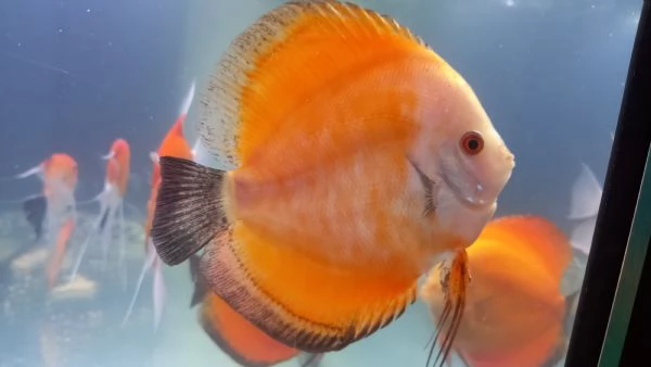 2 DISCUS RED MELON DI 14  MESI  | Foto 6