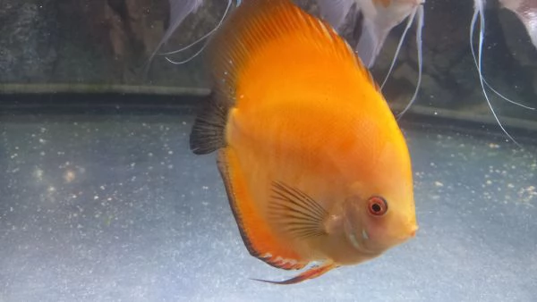 2 DISCUS RED MELON DI 14  MESI  | Foto 5