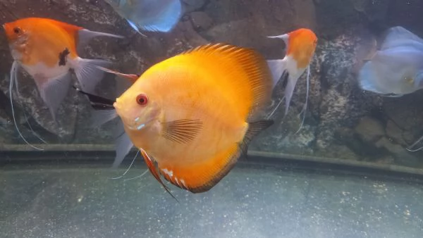 2 DISCUS RED MELON DI 14  MESI  | Foto 4