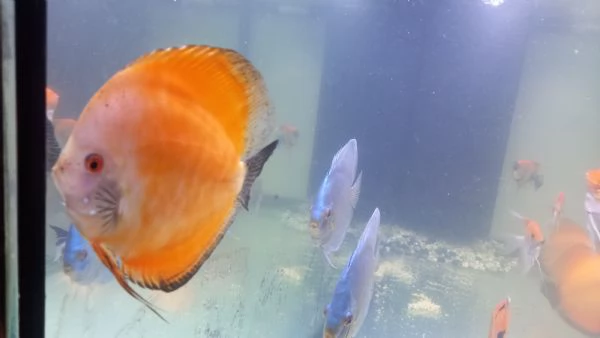 2 DISCUS RED MELON DI 14  MESI  | Foto 3