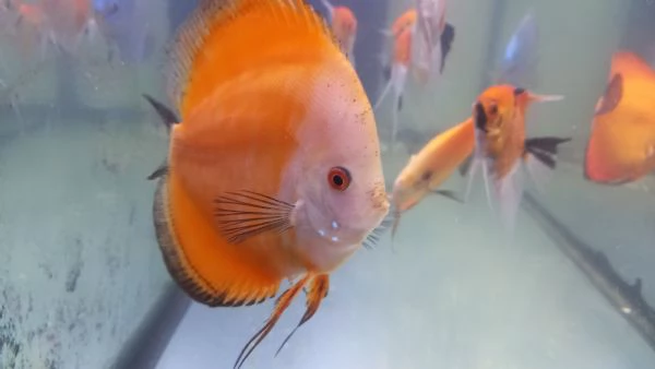 2 DISCUS RED MELON DI 14  MESI  | Foto 2