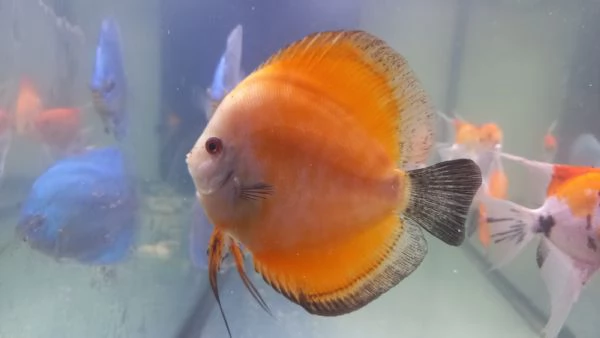 2 DISCUS RED MELON DI 14  MESI  | Foto 1