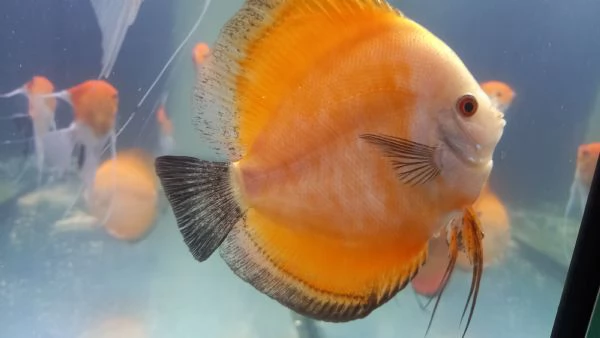 2 DISCUS RED MELON DI 14  MESI  | Foto 0