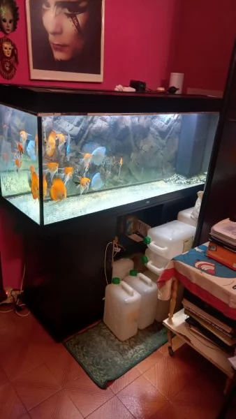 ACQUARIO JUWEL RIO  450 LITRI | Foto 6