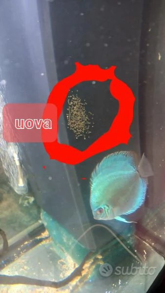 ACQUARIO JUWEL RIO  450 LITRI