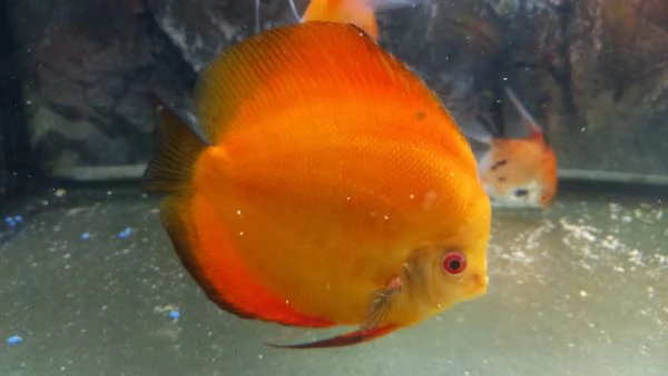 ACQUARIO JUWEL RIO  450 LITRI | Foto 4