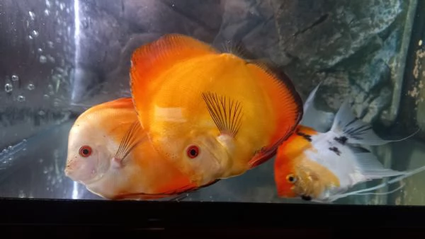 ACQUARIO JUWEL RIO  450 LITRI | Foto 3