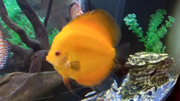 ACQUARIO JUWEL RIO  450 LITRI | Foto 3
