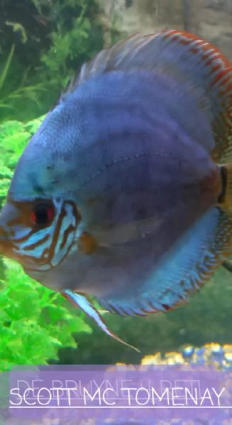 ACQUARIO JUWEL RIO  450 LITRI | Foto 1