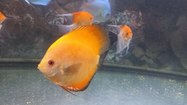 4 DISCUS 2 BLU COBALTO E 2 RED MELON  | Foto 5