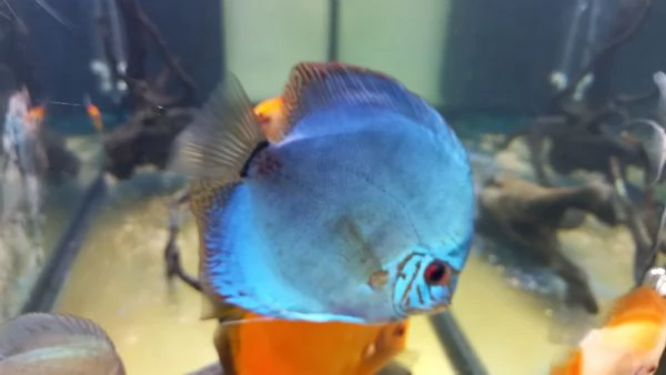 4 DISCUS 2 BLU COBALTO E 2 RED MELON  | Foto 1