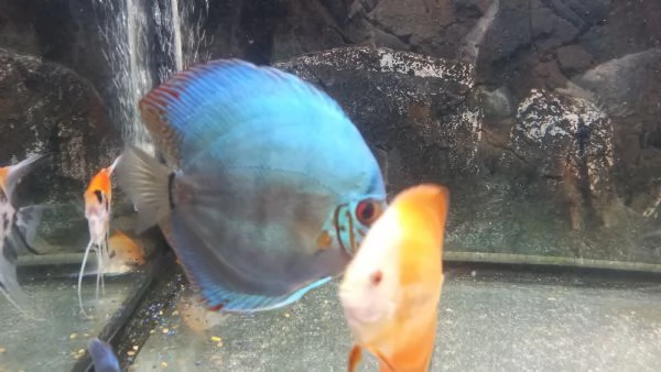 4 DISCUS 2 BLU COBALTO E 2 RED MELON  | Foto 0