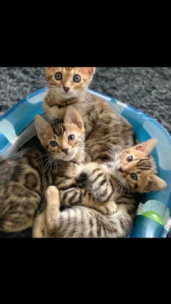 gattini bengala disponibili