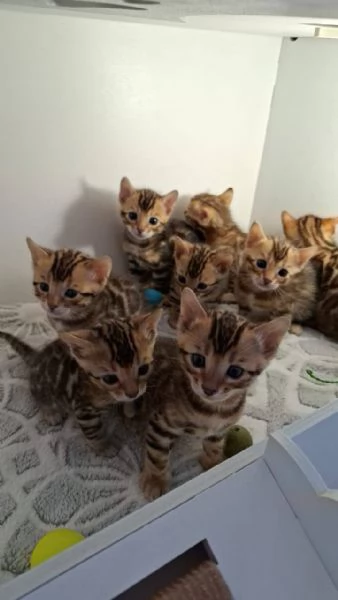 gattini bengala disponibili | Foto 1
