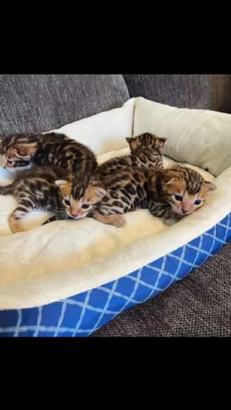gattini bengala disponibili | Foto 0