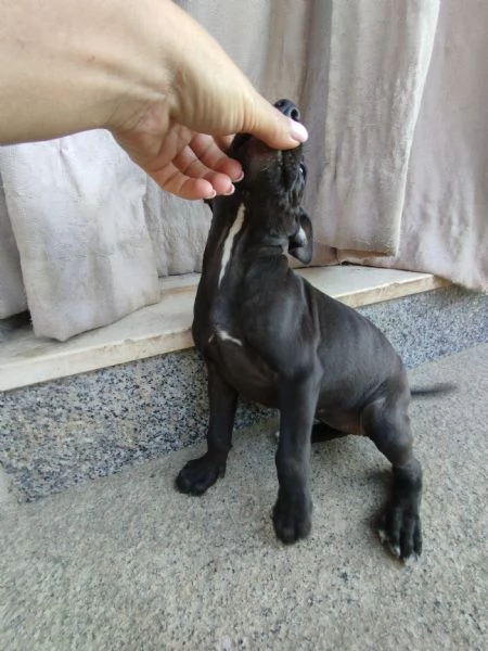 Cuccioli di Pitbull  | Foto 2