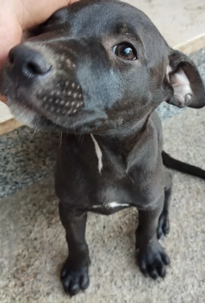 Cuccioli di Pitbull  | Foto 1