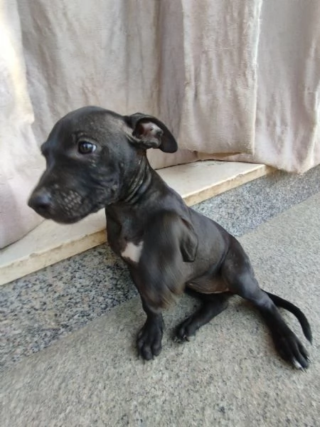 Cuccioli di Pitbull  | Foto 0