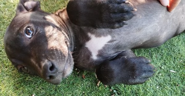 Cuccioli di Pitbull 