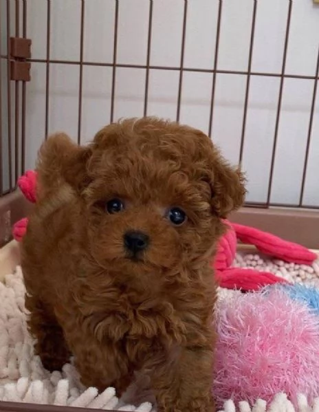 Barboncino Toy cuccioli maschio e femmina