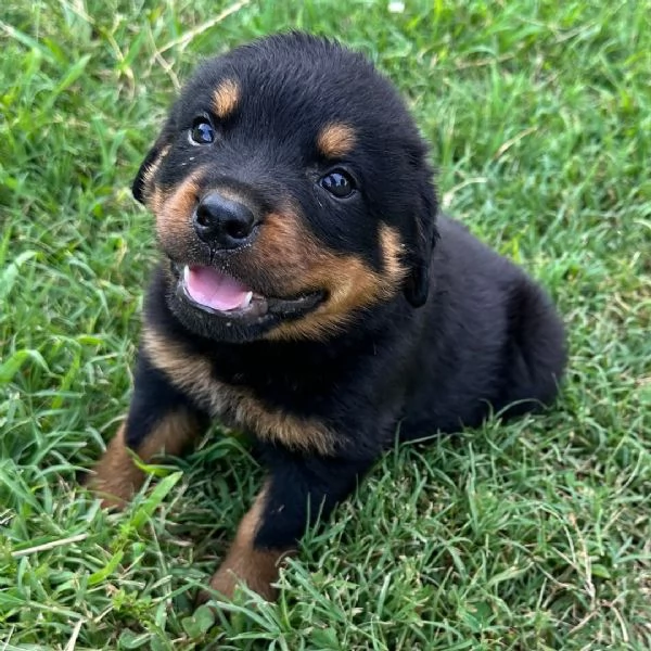  Rottweiler cuccioli maschio e femmina | Foto 0