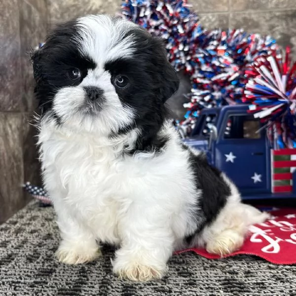  ShihTzu Mini Toy cuccioli maschio e femmina | Foto 0