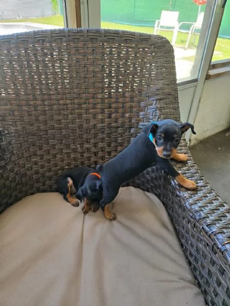 Pinscher Mini cuccioli maschio e femmina | Foto 0