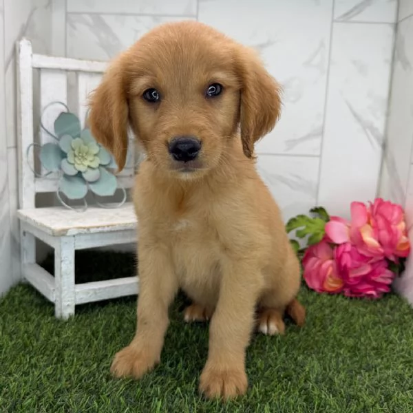 Golden Retriever cuccioli maschio e femmina | Foto 0