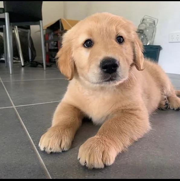 Golden Retriever cuccioli maschio e femmina