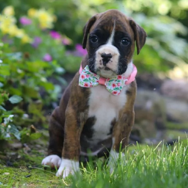 Boxer cuccioli maschio e femmina | Foto 0